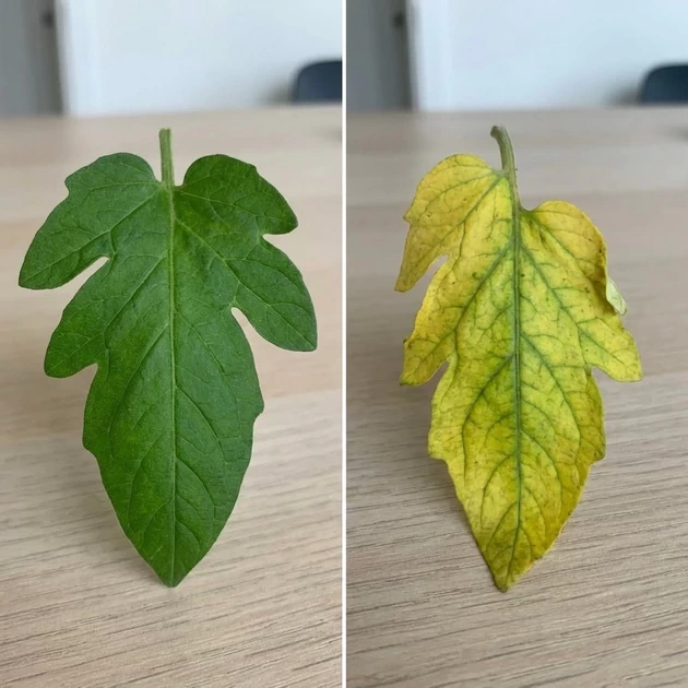healthy vs yellow leaves